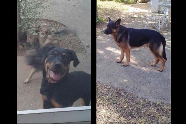 Επανομή Θεσσαλονίκης: Πυροβόλησε 3 & σκότωσε 2 σκυλιά γειτόνων του ενώ πέταξε τα πτώματα στα σκουπίδια για να τα εξαφανίσει