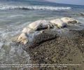 Νεκρή φάλαινα Φυσητήρας τραυματισμένη από προπέλα ξεβράστηκε στον Αυλόσπηλο Λακωνίας (βίντεο)