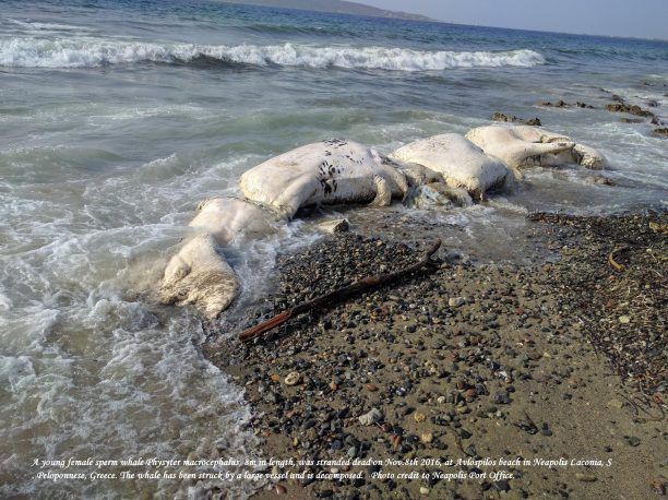 Νεκρή φάλαινα Φυσητήρας τραυματισμένη από προπέλα ξεβράστηκε στον Αυλόσπηλο Λακωνίας (βίντεο)