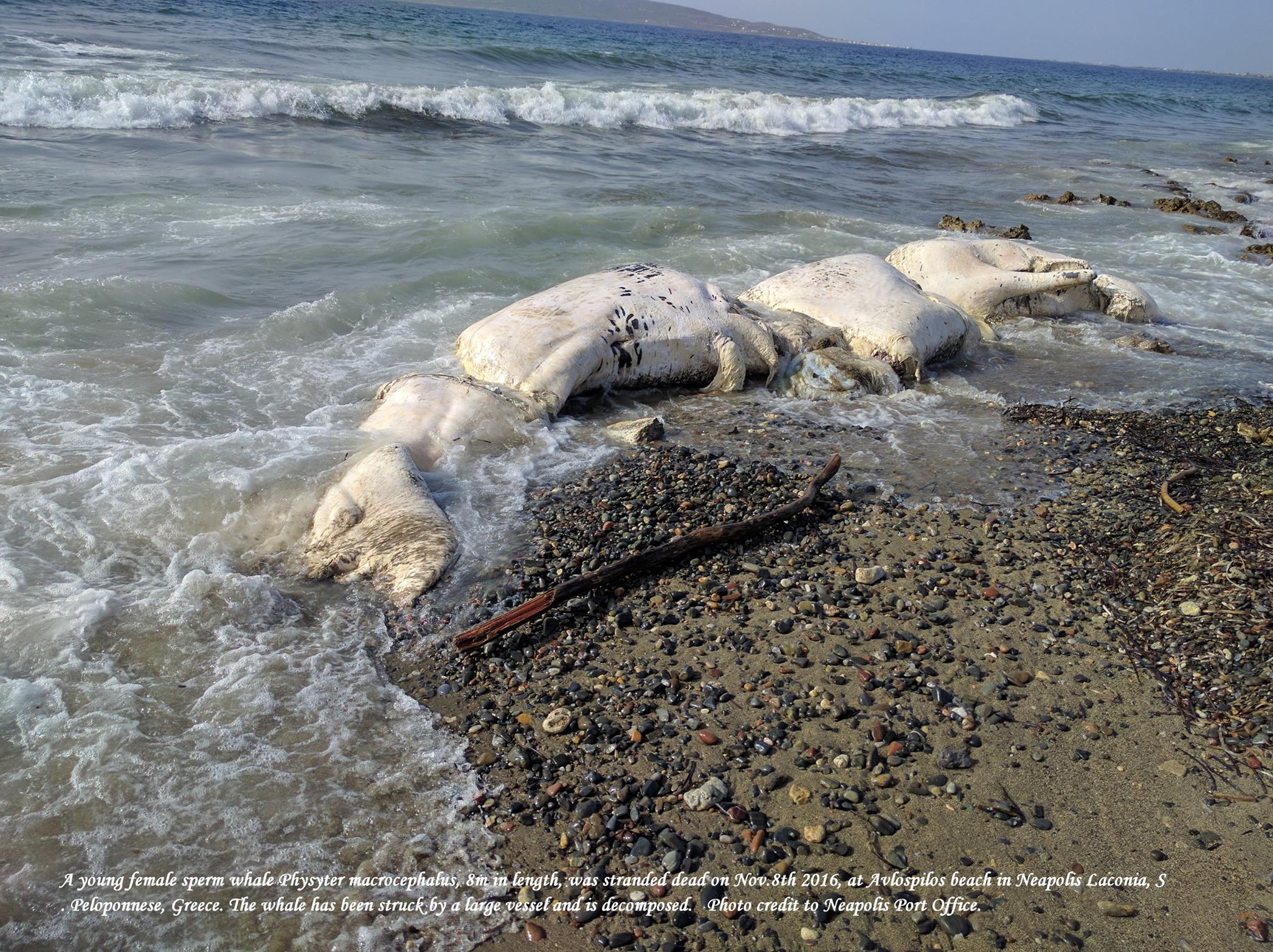 Νεκρή φάλαινα Φυσητήρας τραυματισμένη από προπέλα ξεβράστηκε στον Αυλόσπηλο Λακωνίας (βίντεο)