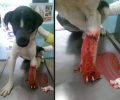Έκκληση για τη φιλοξενία του ακρωτηριασμένου σκύλου που τουρίστες βρήκαν να αιμορραγεί στο Φυτώκιο Κοζάνης