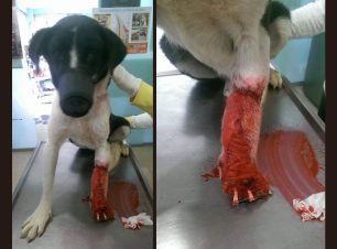 Έκκληση για τη φιλοξενία του ακρωτηριασμένου σκύλου που τουρίστες βρήκαν να αιμορραγεί στο Φυτώκιο Κοζάνης
