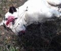 Κυνηγός σκότωσε με καραμπίνα 3 σκυλιά βοσκού κοντά στην Ιεροπηγή Καστοριάς