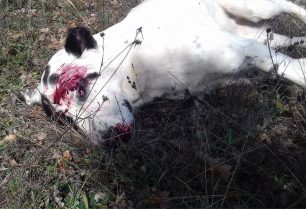 Κυνηγός σκότωσε με καραμπίνα 3 σκυλιά βοσκού κοντά στην Ιεροπηγή Καστοριάς