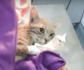 Ηλιούπολη: Κακοποίησε γάτα χτυπώντας την με το πλυστικό μηχάνημα και με κλωτσιές (βίντεο)