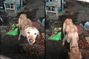 Καινούργιο Χωριό Ηρακλείου Κρήτης: Ο σκελετωμένος σκύλος από την πείνα τρώει τα κόπρανα του