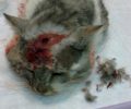 Καληράχη Γρεβενών: Βρήκε τη γάτα που φροντίζει πυροβολημένη με αεροβόλο στο κεφάλι για δεύτερη φορά