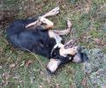 Δίνουν αμοιβή σε όποιον αποκαλύψει ποιος εκτέλεσε τον σκύλο τους στην Κυδωνιά Λαγκαδά Θεσσαλονίκης