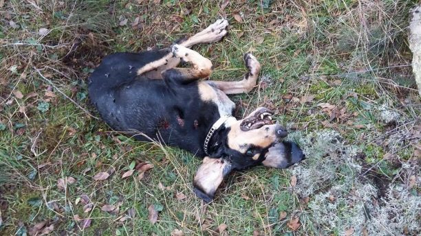 Δίνουν αμοιβή σε όποιον αποκαλύψει ποιος εκτέλεσε τον σκύλο τους στην Κυδωνιά Λαγκαδά Θεσσαλονίκης