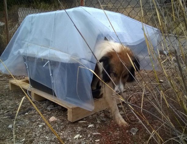 Λαύριο: Έκλεψε το σπιτάκι που τοποθέτησε φιλόζωη για να προστατέψει τον αδέσποτο σκύλο