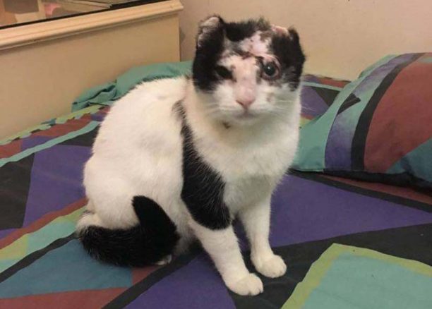 Υιοθέτησε γάτα που κάποιος έκαψε με οξύ πριν από 9 μήνες & βασάνισε αλύπητα στα Μάλγαρα Θεσσαλονίκης (βίντεο)