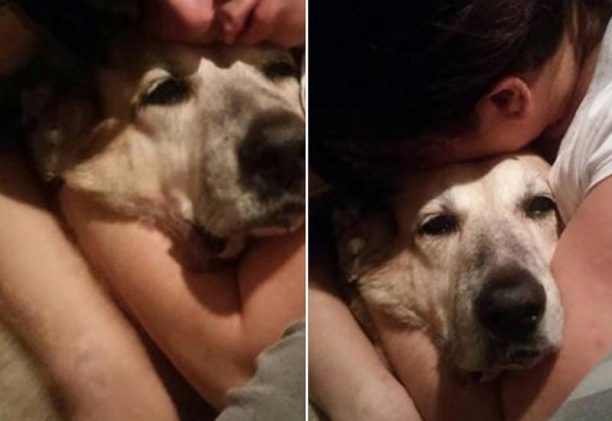 Πέθανε ο υπέργηρος Αρκούδος, ο πιο γνωστός αδέσποτος σκύλος της Νέας Σμύρνης