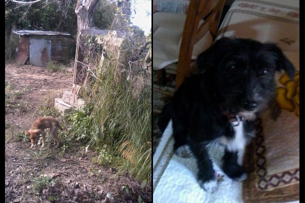 Πέρα Χάβαρι Ηλείας: Δηλητηρίασε τον σκύλο της γειτόνισσας της για να την εκδικηθεί επειδή γνωστοποίησε την κακοποίηση του δικού τους ζώου
