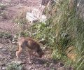Έκκληση για τη σωτηρία του σκύλου που κακοποιούν οι ιδιοκτήτες του στο Πέρα Χάβαρι Ηλείας