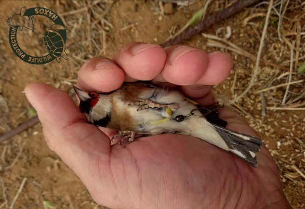 Νάξος: Εντόπισαν τον άνδρα που παγίδευε-κακοποιούσε πουλιά με ξόβεργες & δίχτυα σε καταφύγιο άγρια ζωής (βίντεο)