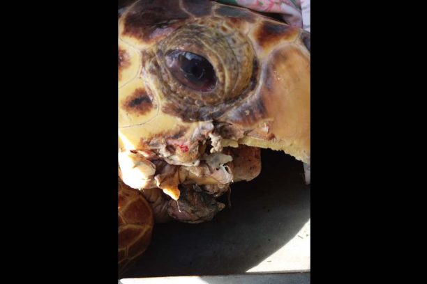 Πρέβεζα: Και τρίτη χελώνα caretta caretta βρήκαν με κομματιασμένη την κάτω γνάθο στον Αμβρακικό