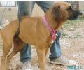 Υιοθέτησε τον σκύλο που έμεινε παράλυτος μετά από πυροβολισμό στο Πεδίον του Άρεως στο κέντρο της Αθήνας