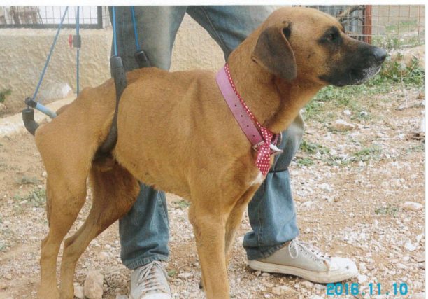 Υιοθέτησε τον σκύλο που έμεινε παράλυτος μετά από πυροβολισμό στο Πεδίον του Άρεως στο κέντρο της Αθήνας