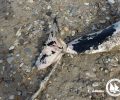 Βρήκαν σε ακτή της Σάμου το πτώμα του δελφινιού που κάποιος σκόπιμα σκότωσε