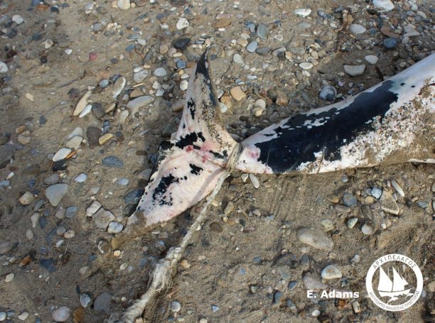 Βρήκαν σε ακτή της Σάμου το πτώμα του δελφινιού που κάποιος σκόπιμα σκότωσε