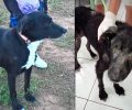 Γιάτρεψαν τον σκύλο που βρέθηκε εξαθλιωμένος στη Μαλακάσα & αναζητούν γι’ αυτόν την παντοτινή οικογένεια του