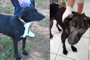 Γιάτρεψαν τον σκύλο που βρέθηκε εξαθλιωμένος στη Μαλακάσα & αναζητούν γι’ αυτόν την παντοτινή οικογένεια του