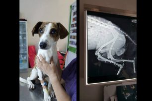 Βρήκαν τον σκύλο πυροβολημένο στην Σκαλέτα Ρεθύμνου