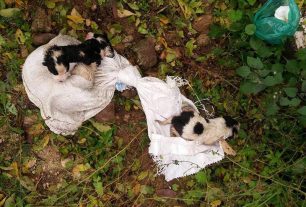 Έκκληση για την σωτηρία 5 κουταβιών που βρέθηκαν κλεισμένα σε τσουβάλι & πεταμένα σε χωράφι στην Βέροια Ημαθίας
