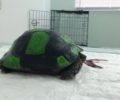 Λέσβος: Παιδιά έβαψαν χελώνα σαν μπάλα ποδοσφαίρου & την κλωτσούσαν μέχρι να σπάσει το καβούκι της