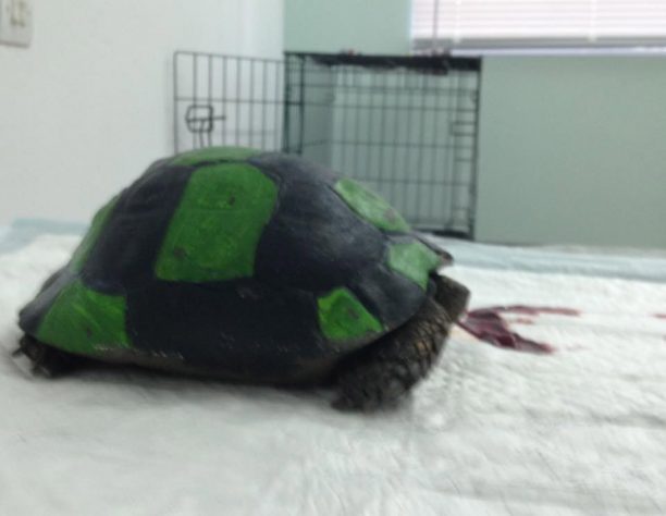 Λέσβος: Παιδιά έβαψαν χελώνα σαν μπάλα ποδοσφαίρου & την κλωτσούσαν μέχρι να σπάσει το καβούκι της