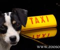 Αναβλήθηκε 3η φορά η δίκη του ταξιτζή που τραυμάτισε σκόπιμα με το όχημα του αδέσποτο σκύλο στο Ρέθυμνο
