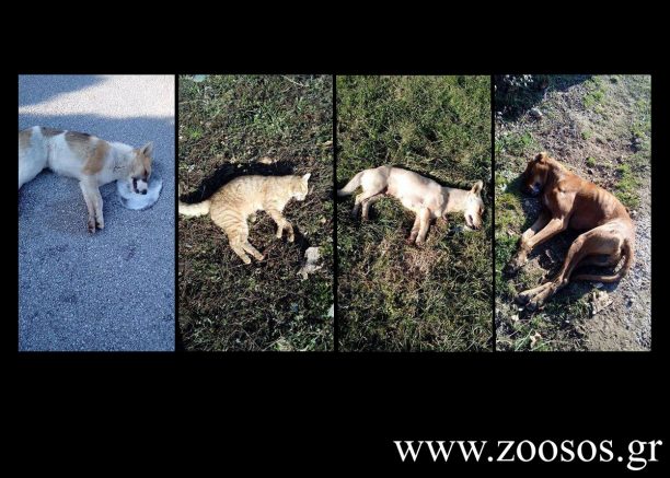 Δεκάδες ζώα (σκυλιά, γάτες, πουλιά) νεκρά από φόλες στην Άδρασσα Κοζάνης