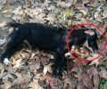 Εύβοια: Σκότωσε με καραμπίνα και ακρωτηρίασε δύο σκυλιά στον Αγιόκαμπο Αιδηψού