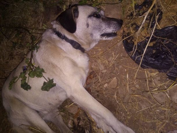 Ανατολικό Πτολεμαΐδας: Βρήκε τα σκυλιά που φρόντιζε επί 11 χρόνια δηλητηριασμένα από φόλα