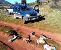 Νεκρές από φόλες αλεπούδες, σκύλος, αετός, σκαντζόχοιρος στην περιοχή Ψωμακού Αρκαδίας