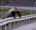 Την προσοχή των οδηγών εφιστά η Καλλιστώ για την προστασία 2 αρκούδων που προσεγγίζουν την Καστοριά