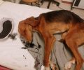 Αρκαδία: Εργαζόμενοι στο Κέντρο Υγείας Δημητσάνας έσωσαν τον αδέσποτο σκύλο που κάποιος δηλητηρίασε με φόλα