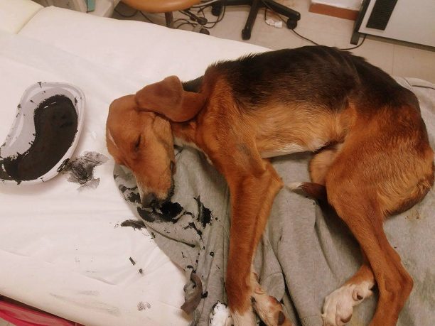 Αρκαδία: Εργαζόμενοι στο Κέντρο Υγείας Δημητσάνας έσωσαν τον αδέσποτο σκύλο που κάποιος δηλητηρίασε με φόλα