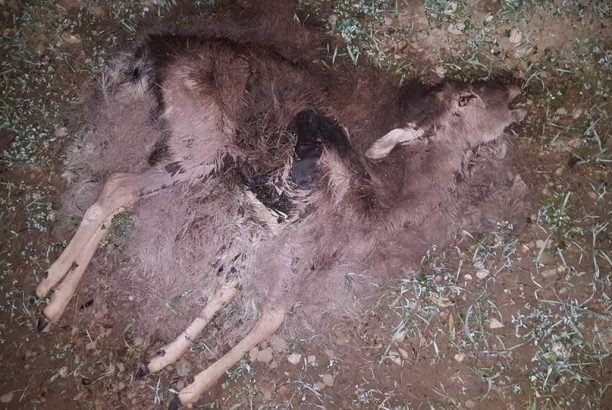 Ρόδος: Βρήκαν 14 ελάφια νεκρά που κάποιος σκότωσε με καραμπίνα στα Μαριτσά