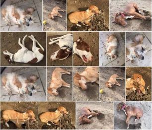 Νεκρά από φόλες 5 σκυλιά μέσα σε καταφύγιο αδέσποτων στην Ερεσό Λέσβου – Κάλεσμα για ενίσχυση των εθελοντών