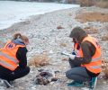 Βρήκαν μεσογειακή φώκια νεκρή σφαγμένη με μαχαίρι σε ακτή της Σάμου