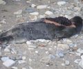 Η Π.Φ.Π.Ο. με αφορμή την άγρια δολοφονία φώκιας ζητάει από τους αρμόδιους να πάρουν στα σοβαρά τα εγκλήματα εις βάρος των ζώων