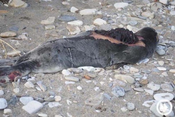 Η Π.Φ.Π.Ο. με αφορμή την άγρια δολοφονία φώκιας ζητάει από τους αρμόδιους να πάρουν στα σοβαρά τα εγκλήματα εις βάρος των ζώων