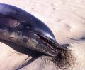 Ο Δήμος Πύργου ακόμα δεν μάζεψε τα πτώματα του δελφινιού & της θαλάσσιας χελώνας που ξεβράστηκαν στο Κατάκολο