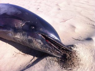 Ο Δήμος Πύργου ακόμα δεν μάζεψε τα πτώματα του δελφινιού & της θαλάσσιας χελώνας που ξεβράστηκαν στο Κατάκολο