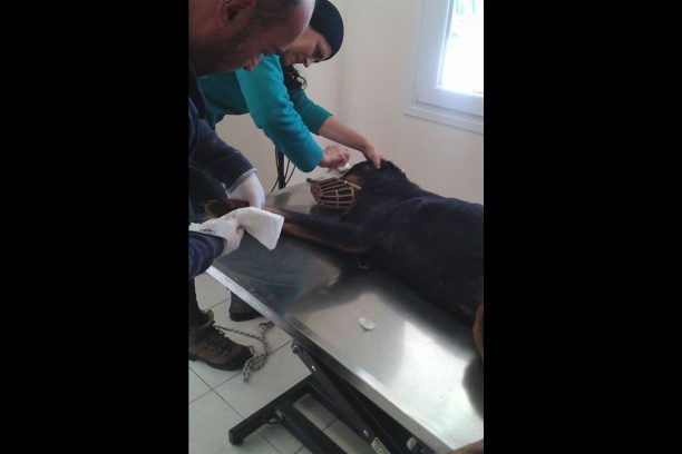 Σε κτηνιατρείο μεταφέρθηκε το Ροτβάιλερ που ήταν δεμένο σε κακή κατάσταση δίπλα απ’ το στρατόπεδο της Κεραμωτής Καβάλας (βίντεο)
