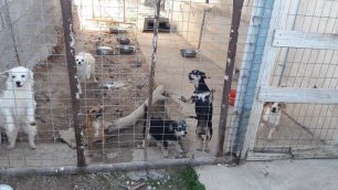 Βρήκαν 37 σκυλιά να ζουν μέσα στα κόπρανα & στα ούρα τους σε παράνομο εκτροφείο στο Λαγονήσι