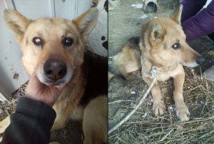 Λήμνος: Έδεσε & εγκατέλειψε τον τυφλό σκύλο για να πεθάνει αβοήθητος από πείνα - δίψα