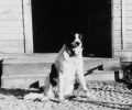 Ο σκύλος δεν είχε καμιά αμφιβολία ότι οι Εβραίοι ήταν άνθρωποι, σε αντίθεση με τους Ναζί
