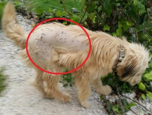 Έκαναν καταγγελία στην Αστυνομία για τον σκύλο που βρέθηκε πυροβολημένος στον Πλατανιά Χανίων